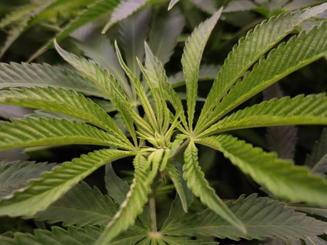 • LemonOrange •. Week 7