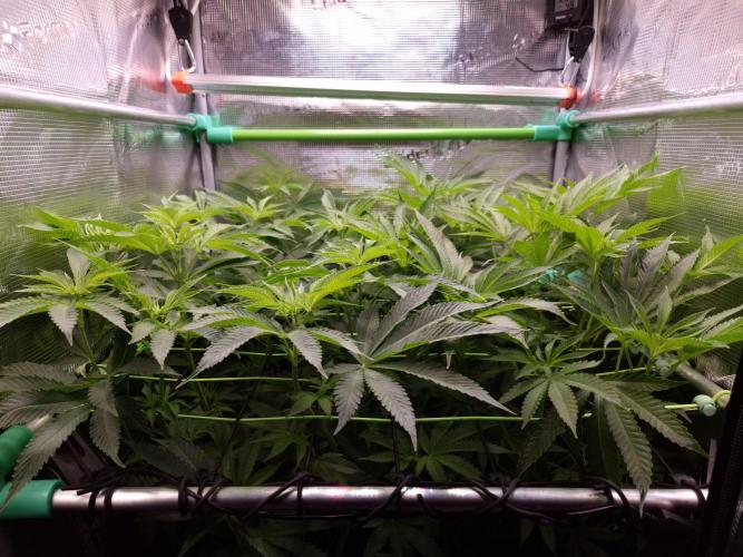 • LemonOrange •. Week 7