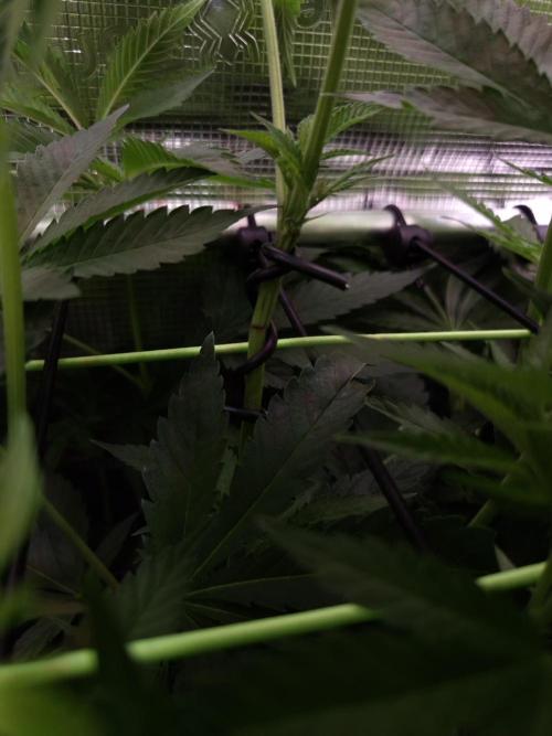 • LemonOrange •. Week 7