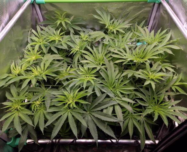 • LemonOrange •. Week 7