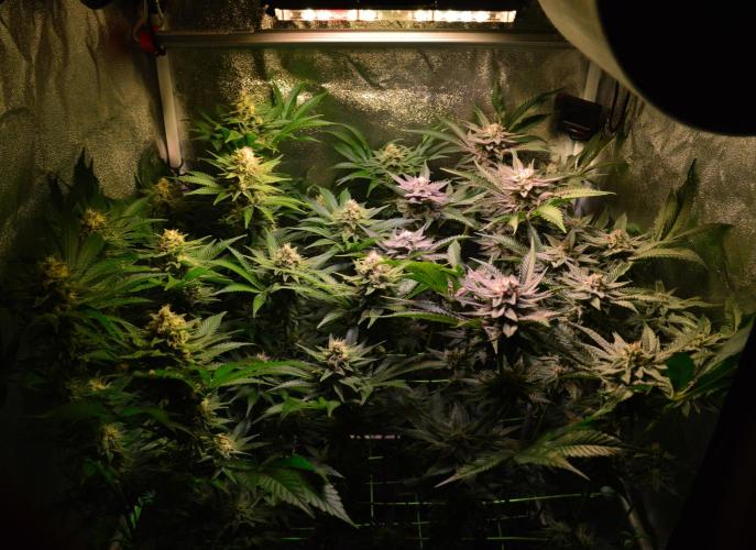 •WC×BBC • Lemonite•. Week 12 - D84/42F