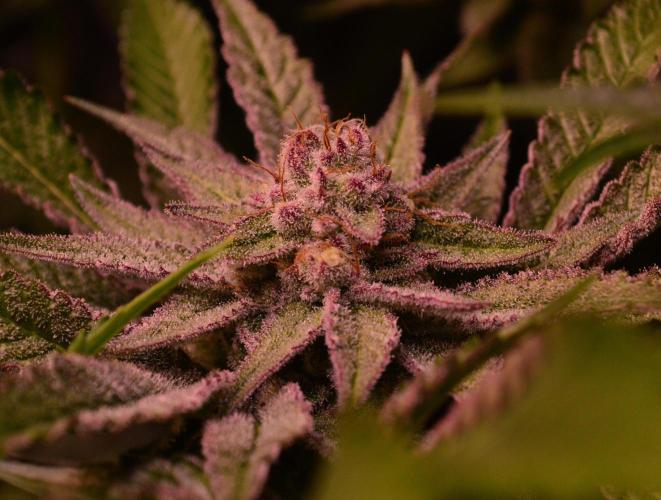 •WC×BBC • Lemonite•. Week 12