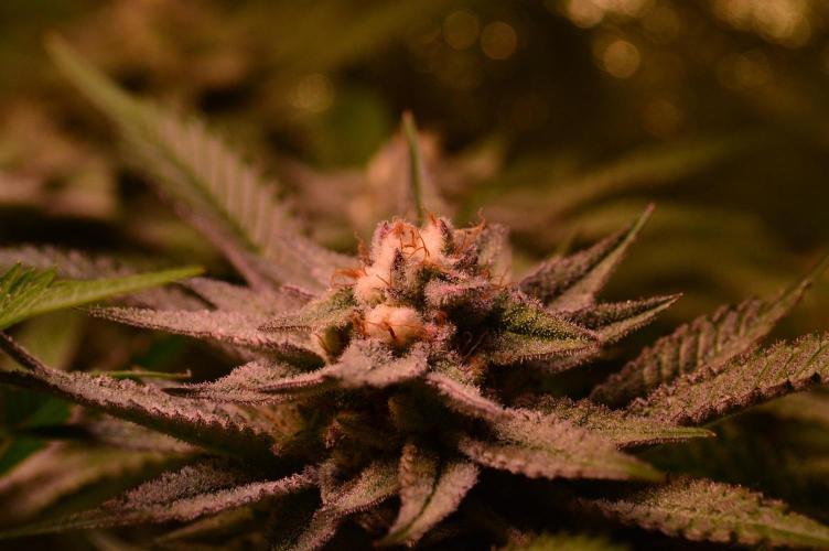 •WC×BBC • Lemonite•. Week 12