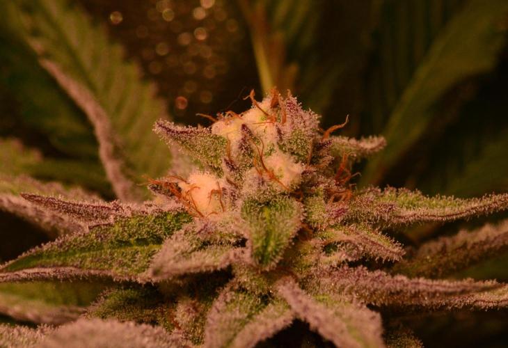 •WC×BBC • Lemonite•. Week 12