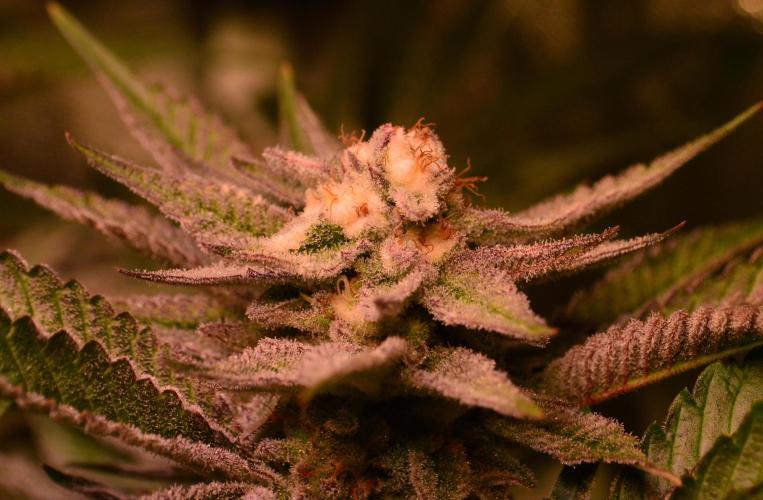 •WC×BBC • Lemonite•. Week 12