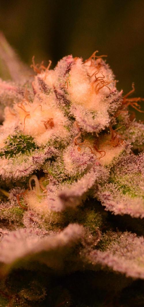 •WC×BBC • Lemonite•. Week 12