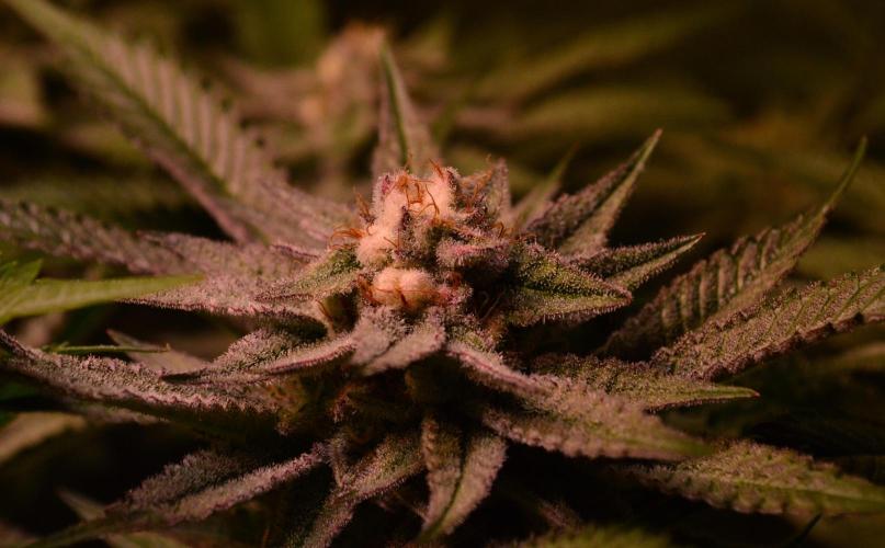 •WC×BBC • Lemonite•. Week 12