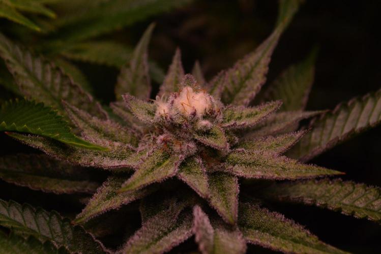 •WC×BBC • Lemonite•. Week 12