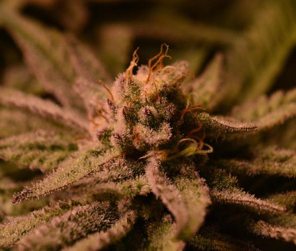 •WC×BBC • Lemonite•. Week 12