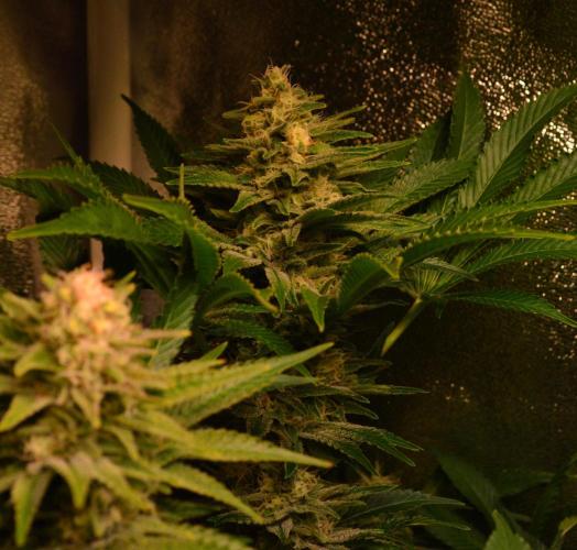 •WC×BBC • Lemonite•. Week 12