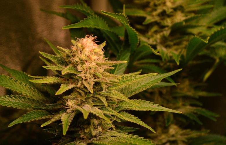 •WC×BBC • Lemonite•. Week 12