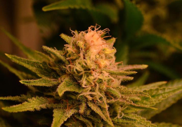 •WC×BBC • Lemonite•. Week 12