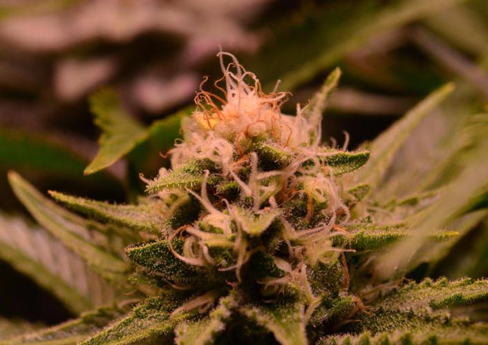 •WC×BBC • Lemonite•. Week 12