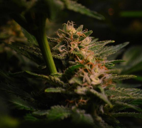 •WC×BBC • Lemonite•. Week 12