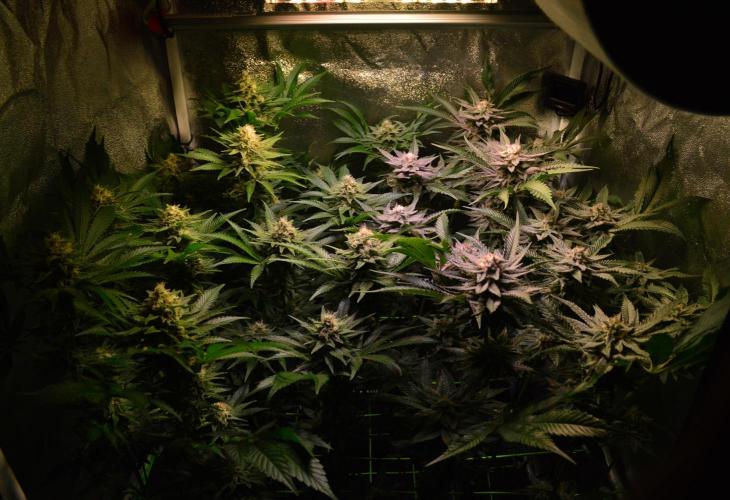 •WC×BBC • Lemonite•. Week 12