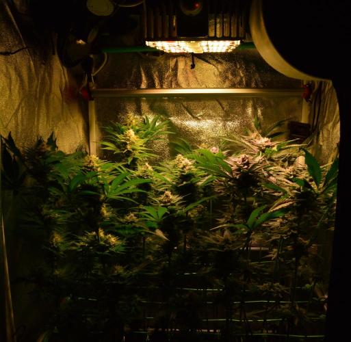 •WC×BBC • Lemonite•. Week 12