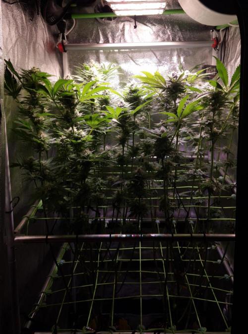 •WC×BBC • Lemonite•. Week 12