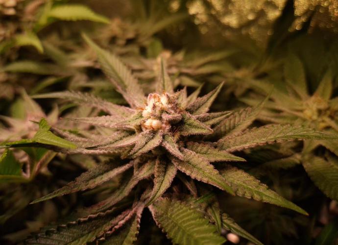 •WC×BBC • Lemonite•. Week 12