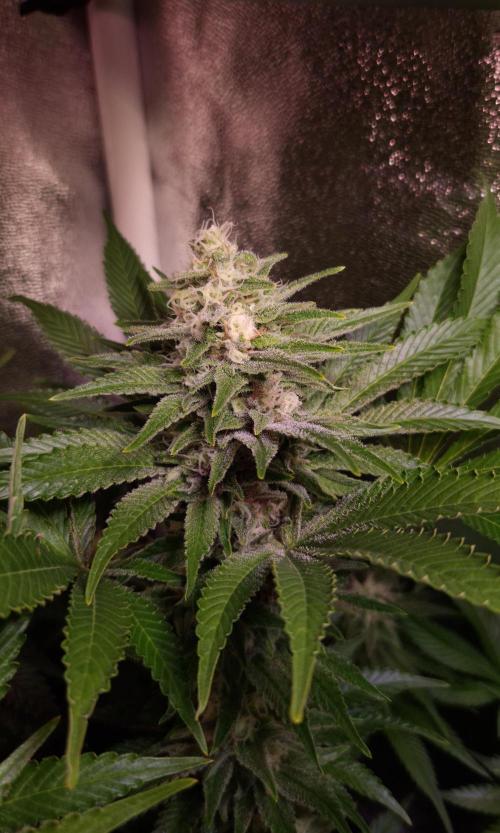 •WC×BBC • Lemonite•. Week 12