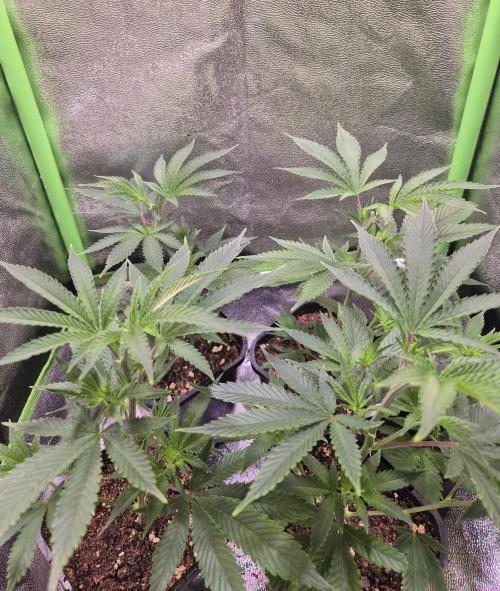 •LEMONITE • CLONES•. Week 2