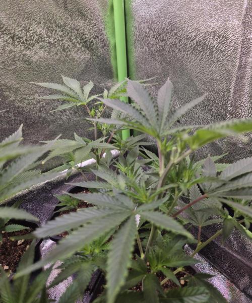 •LEMONITE • CLONES•. Week 2