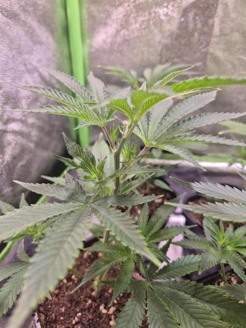 •LEMONITE • CLONES•. Week 2