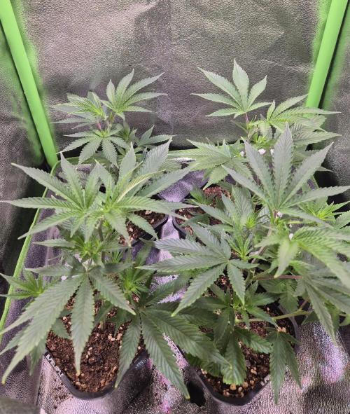 •LEMONITE • CLONES•. Week 2