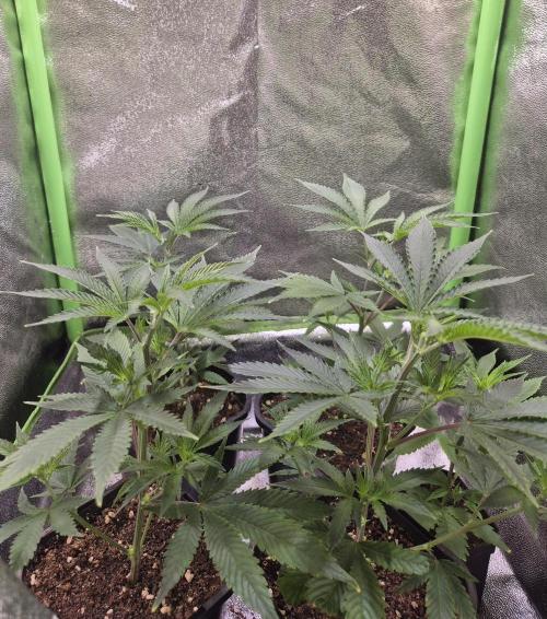 •LEMONITE • CLONES•. Week 2