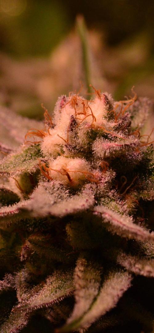 •WC×BBC • Lemonite•. Week 12