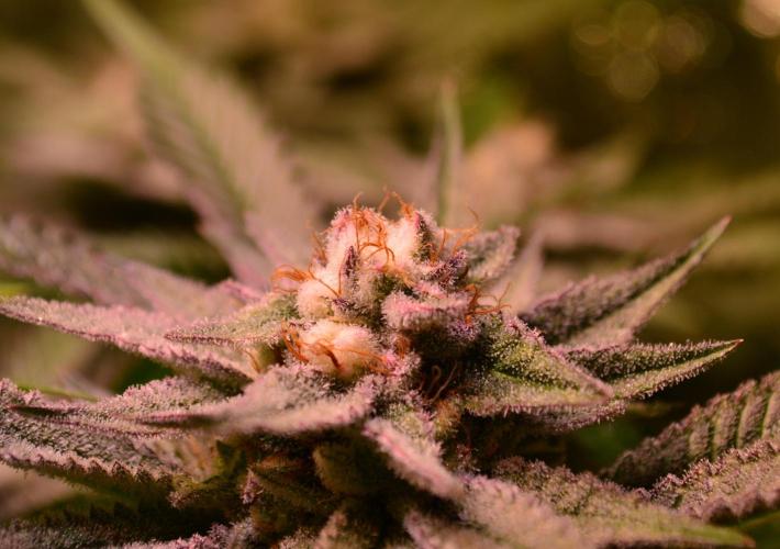 •WC×BBC • Lemonite•. Week 12