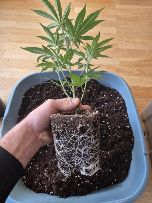 •LEMONITE • CLONES•. Week 3