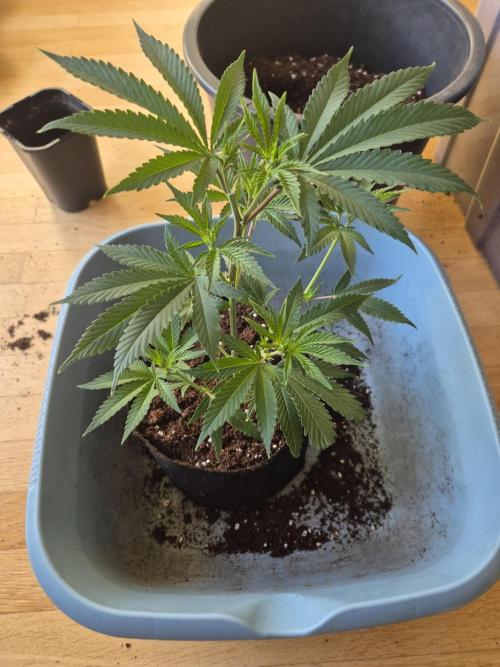 •LEMONITE • CLONES•. Week 3