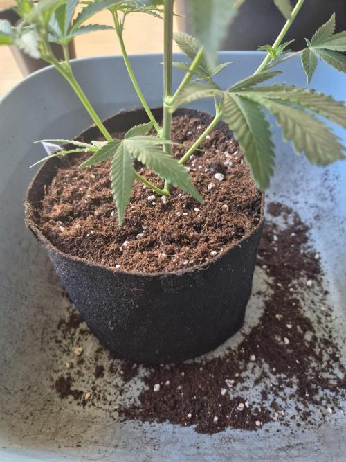 •LEMONITE • CLONES•. Week 3