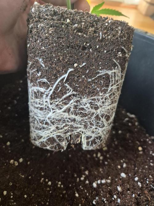 •LEMONITE • CLONES•. Week 3