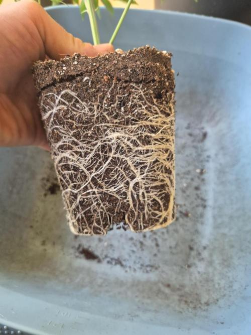 •LEMONITE • CLONES•. Week 3