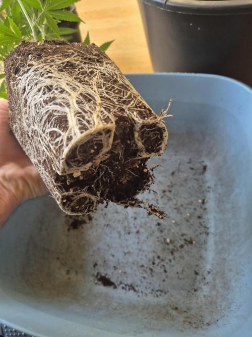 •LEMONITE • CLONES•. Week 3