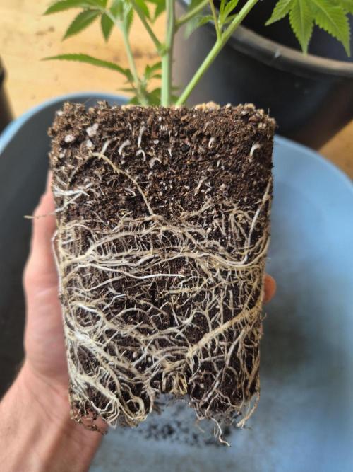 •LEMONITE • CLONES•. Week 3