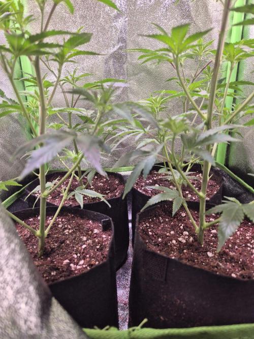 •LEMONITE • CLONES•. Week 3