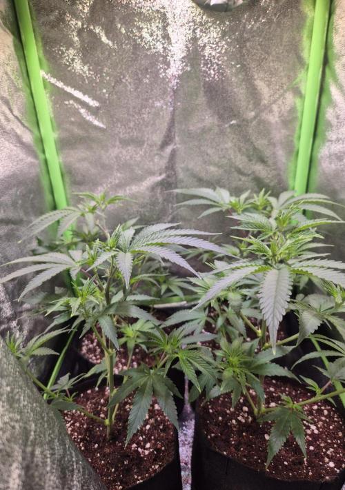 •LEMONITE • CLONES•. Week 3