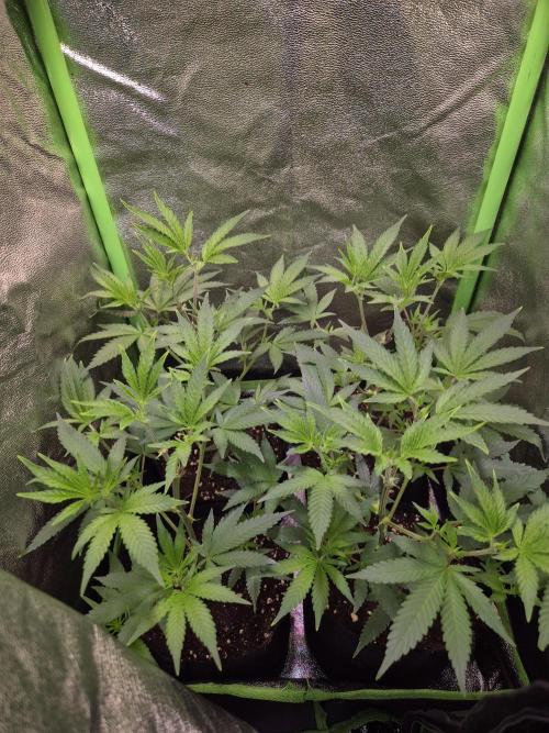 •LEMONITE • CLONES•. Week 3