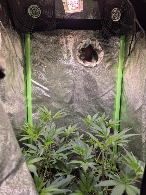 •LEMONITE • CLONES•. Week 3