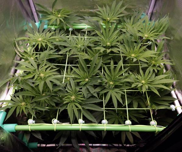 • Lemon Orange •. Week 8 - D56/14F