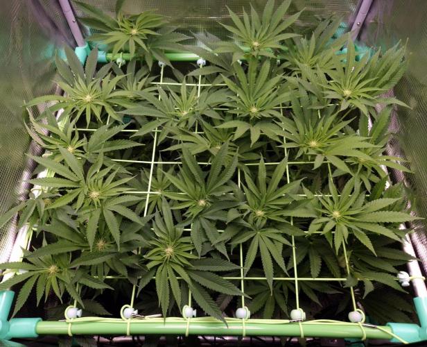 • Lemon Orange •. Week 8