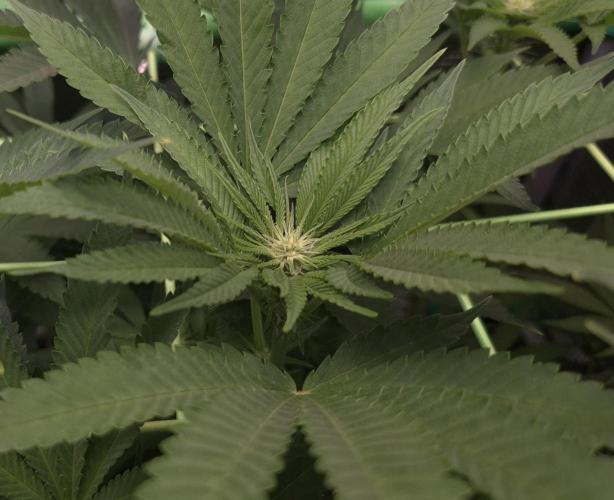 • Lemon Orange •. Week 8