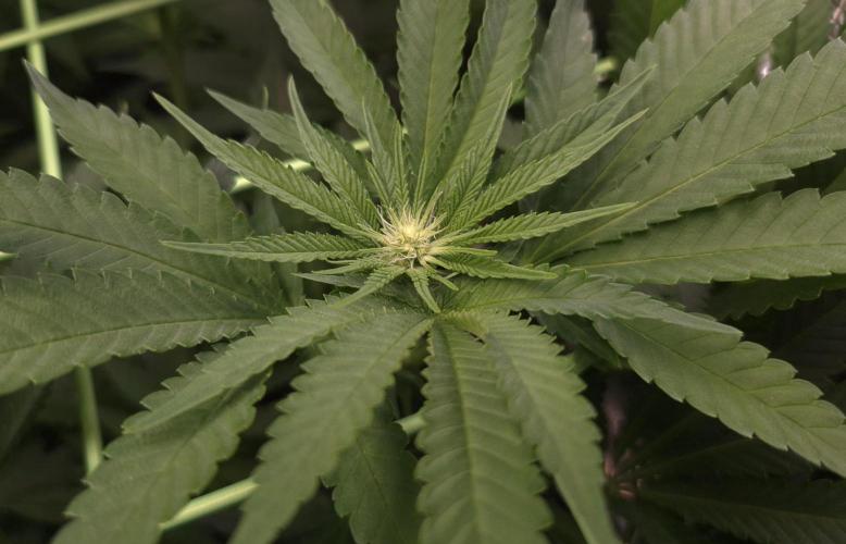 • Lemon Orange •. Week 8