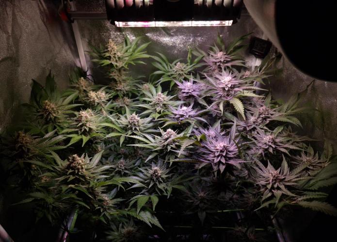 •WC×BBC • Lemonite•. Week 13 - D91/49F