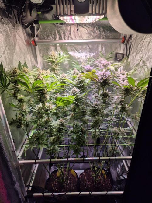 •WC×BBC • Lemonite•. Week 13