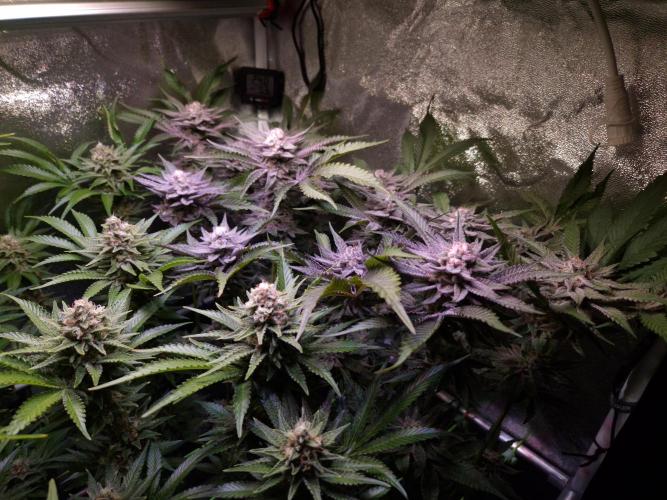 •WC×BBC • Lemonite•. Week 13