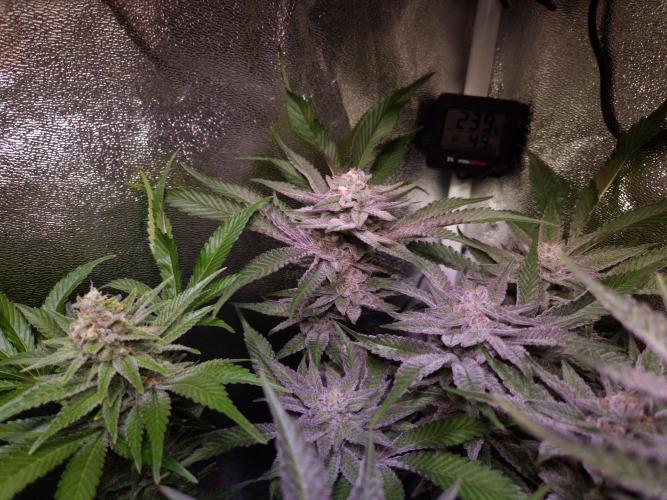 •WC×BBC • Lemonite•. Week 13