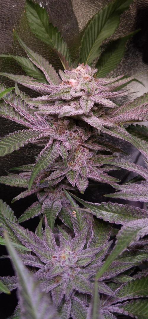 •WC×BBC • Lemonite•. Week 13